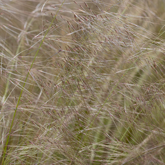 Austrostipa eremophila