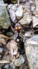 Pseudomethoca hilaris