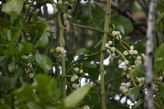 Phoradendron macrophyllum