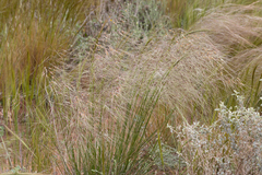 Austrostipa eremophila