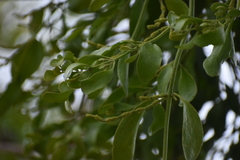Phoradendron macrophyllum