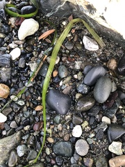 Zostera