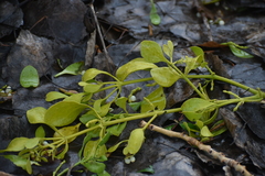Phoradendron macrophyllum