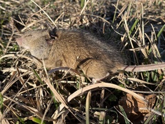 Mus musculus