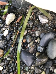Zostera
