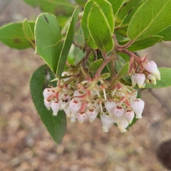 Arctostaphylos montereyensis