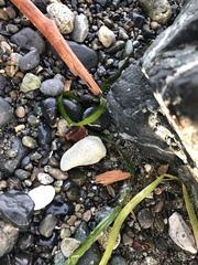 Zostera