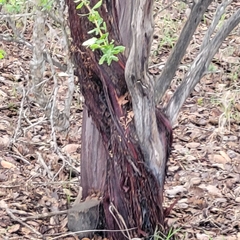 Arctostaphylos montereyensis