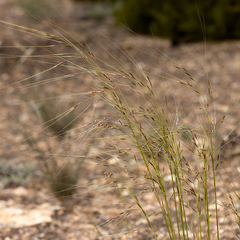 Austrostipa eremophila