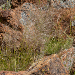 Austrostipa eremophila