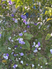 Brunfelsia pauciflora