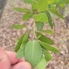 Arctostaphylos montereyensis