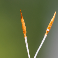 Austrostipa eremophila