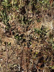 Morella caroliniensis