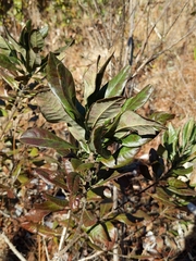 Morella caroliniensis