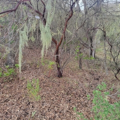 Arctostaphylos montereyensis