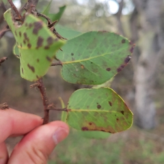 Arctostaphylos montereyensis