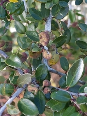 Gyropsylla ilecis
