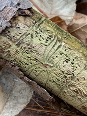 Pityogenes bidentatus