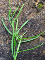 Heliophila linearis linearifolia