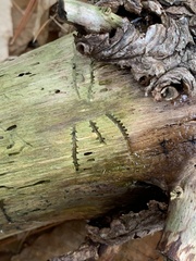 Pityogenes bidentatus