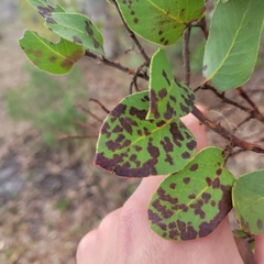Arctostaphylos montereyensis