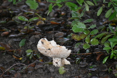 Russula