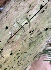 Pityogenes bidentatus