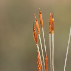 Austrostipa eremophila