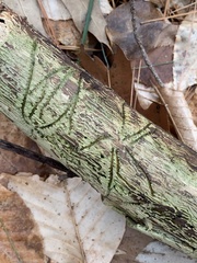 Pityogenes bidentatus