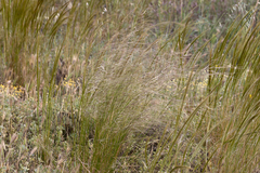 Austrostipa eremophila