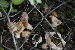 Russula