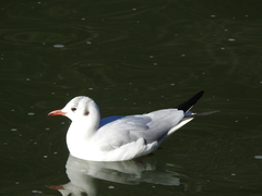 Chroicocephalus ridibundus