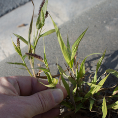 Setaria verticillata