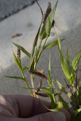 Setaria verticillata