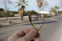 Setaria verticillata