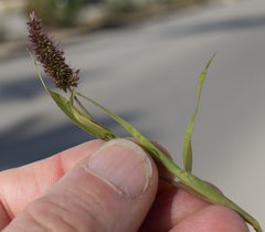 Setaria verticillata