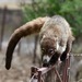 White-nosed Coati - Photo (c) willbrooks, some rights reserved (CC BY-NC)