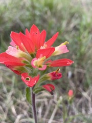Castilleja indivisa