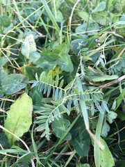 Vicia cracca cracca
