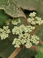 Viburnum rugosum image