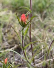 Castilleja indivisa