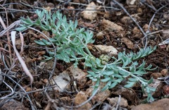 Lomatium nevadense
