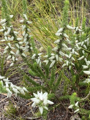 Aspalathus laricifolia