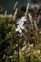 Libertia chilensis