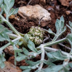 Lomatium nevadense