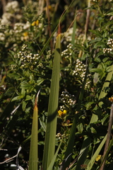 Libertia chilensis