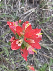 Castilleja indivisa