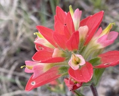 Castilleja indivisa