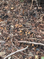 Kuehneromyces lignicola